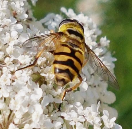 myathropea florea