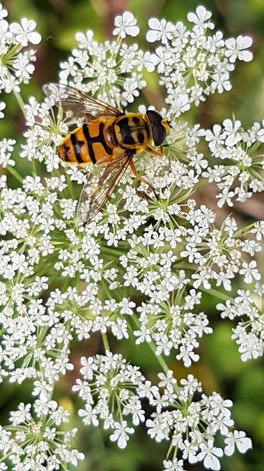 myathropea florea