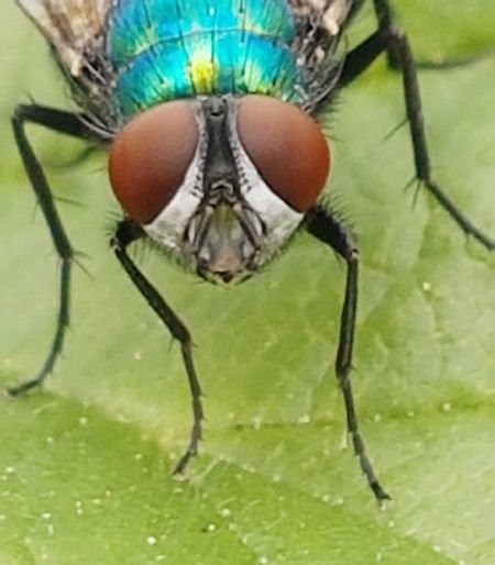 neomyia