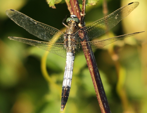 orthetrum à stylets blancs mâle