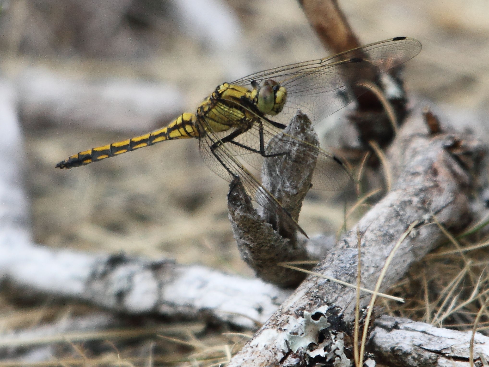 orthetrum reticule femelle