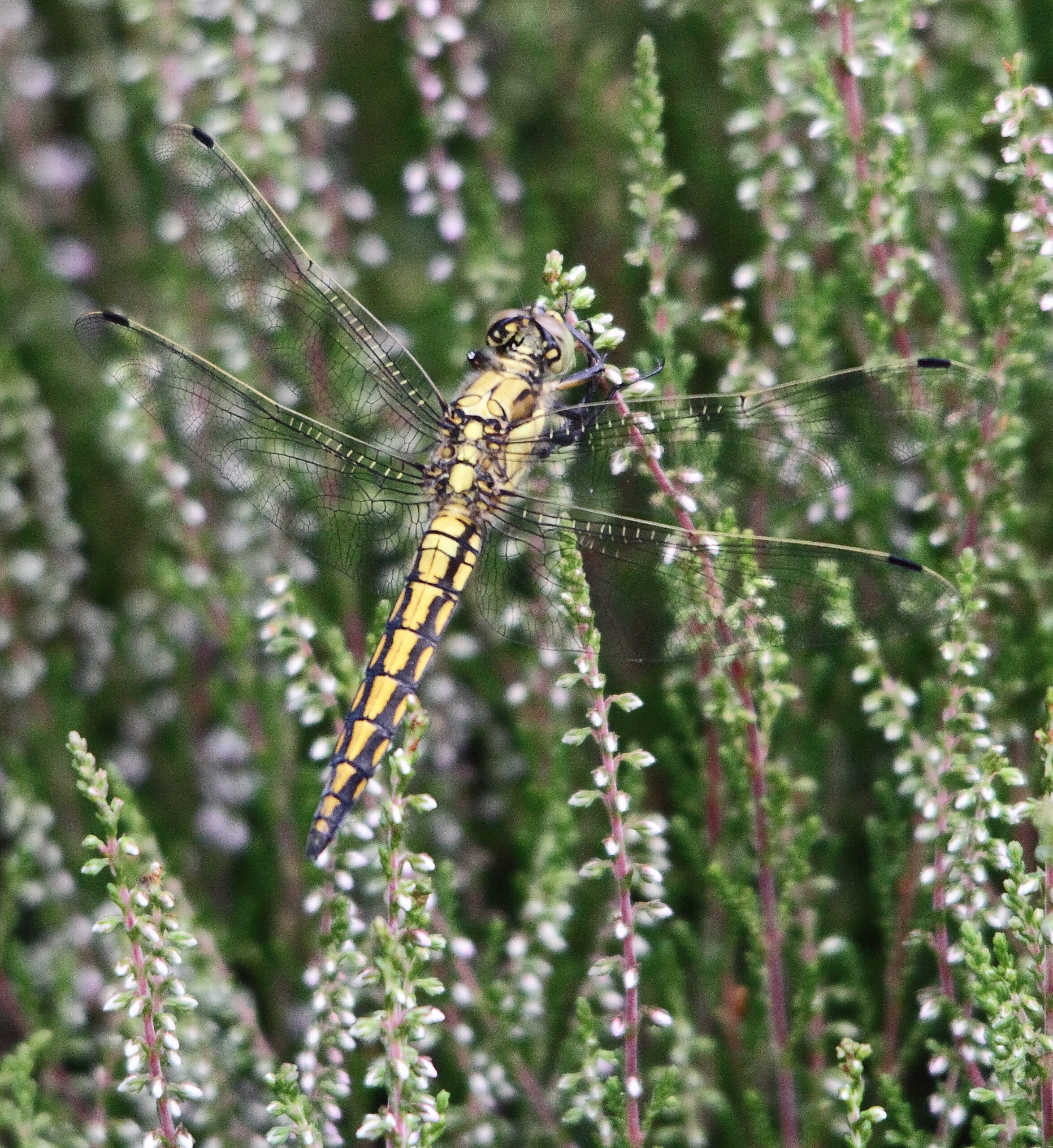 orthetrum reticule femelle1