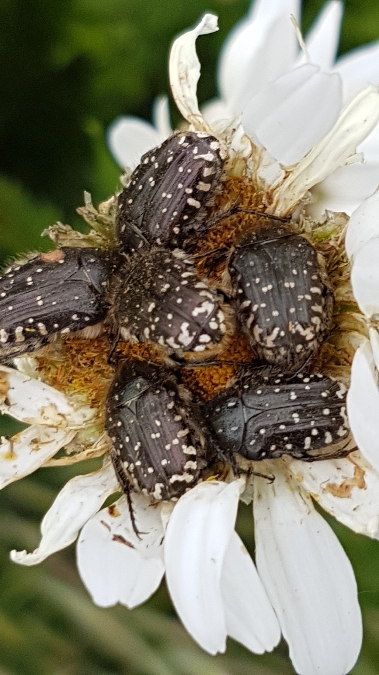 oxyrea funesta