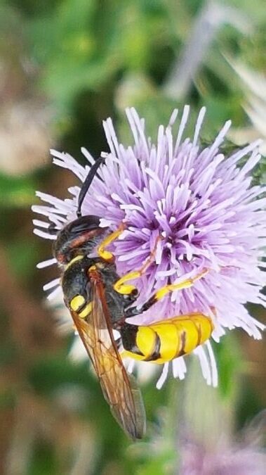 philanthus triangulum