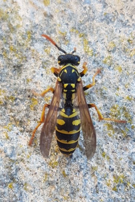 polistes dominula