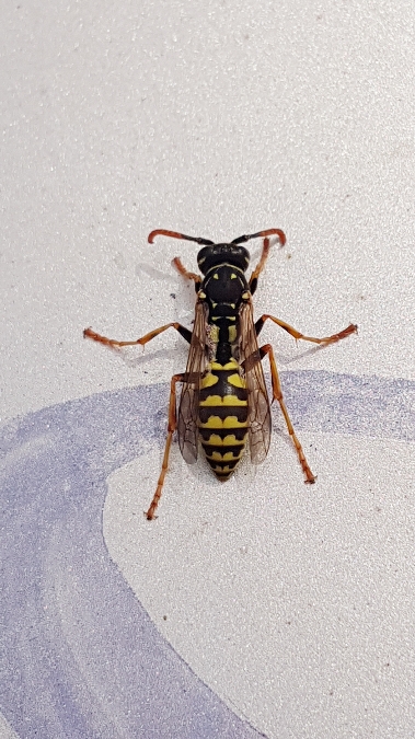 polistes gallicus