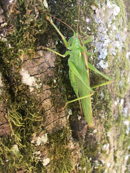 sauterelle verte