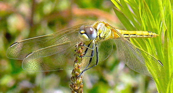 sympetrum de Fontcolombe femelle