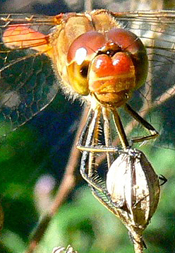 sympetrum de Fontcolombe mâle de face(détail)