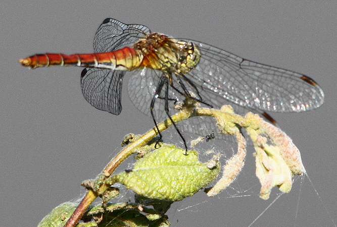 sympetrum déprimé