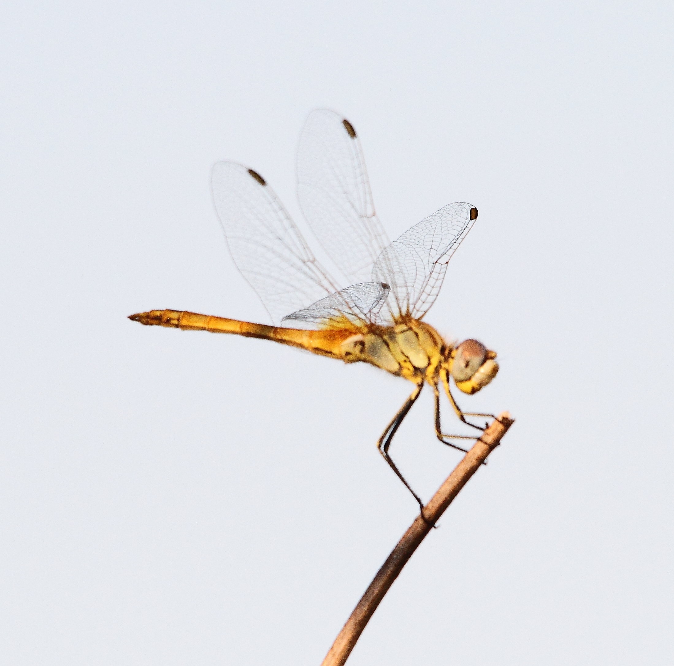 sympetrum flavoleum