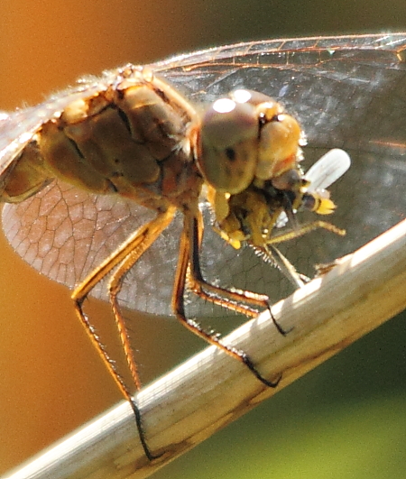 sympetrum méridional femelle repas