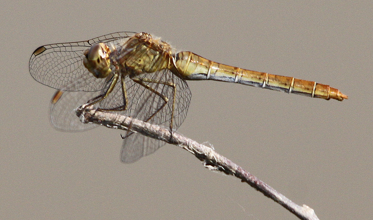 sympetrum méridional