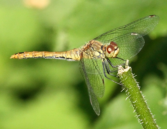 sympetrum sanguin femelle