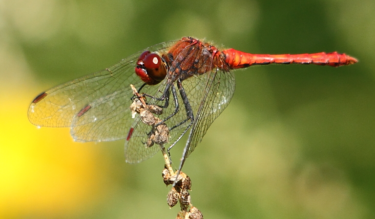 sympetrum sanguin mâle