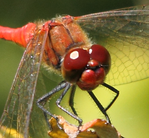 sympetrum sanguin mâle1