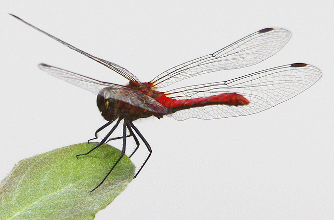 sympetrum sanguin