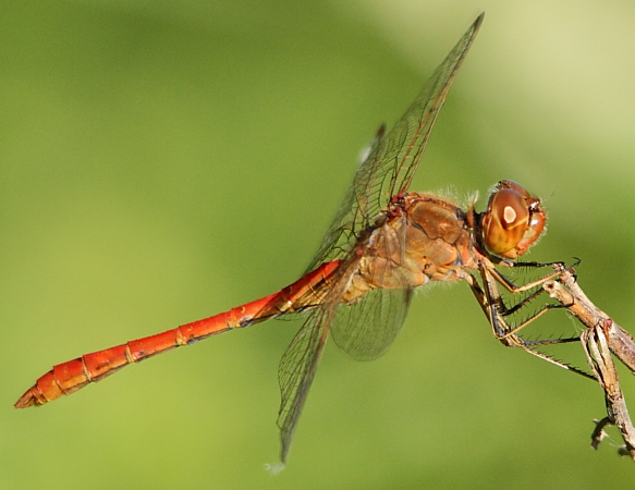 sympetrum vulgaire mâle