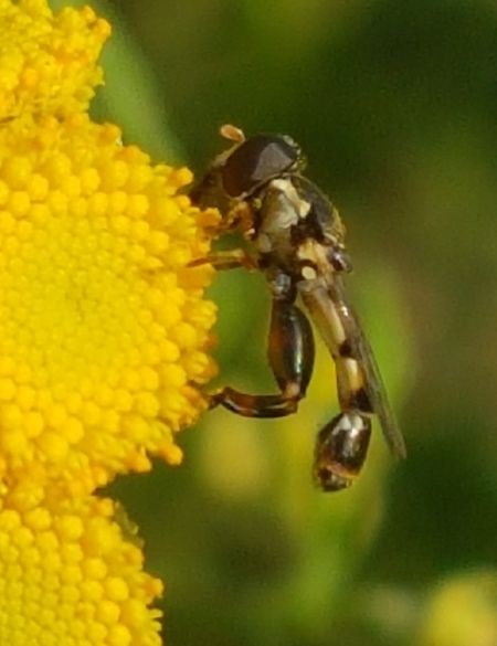 syrita pipiens