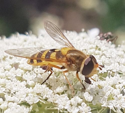 syrphus ribesii