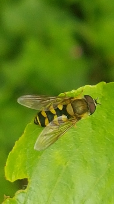 syrphus ribesii