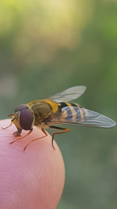 syrphus vitripennis