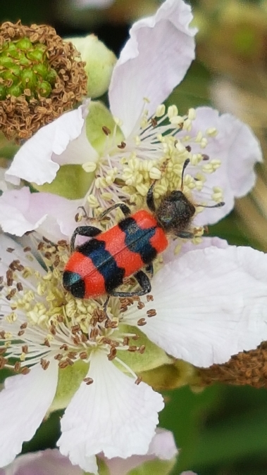 trichodes apiarus