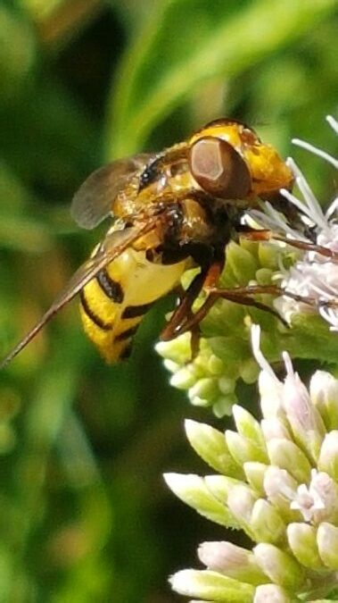 volucella inanis