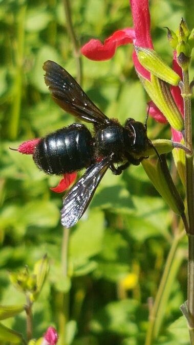 xylocopa iris