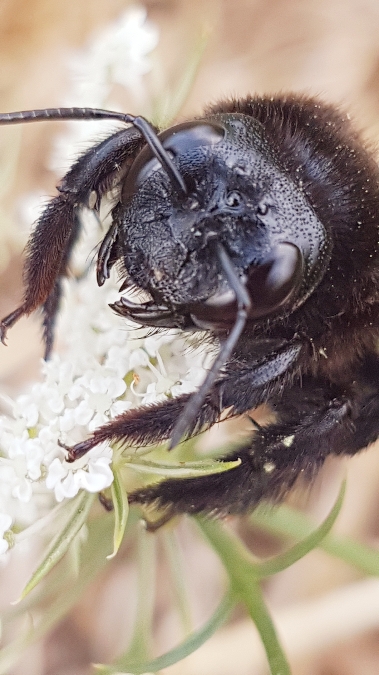 xylocopa violacea