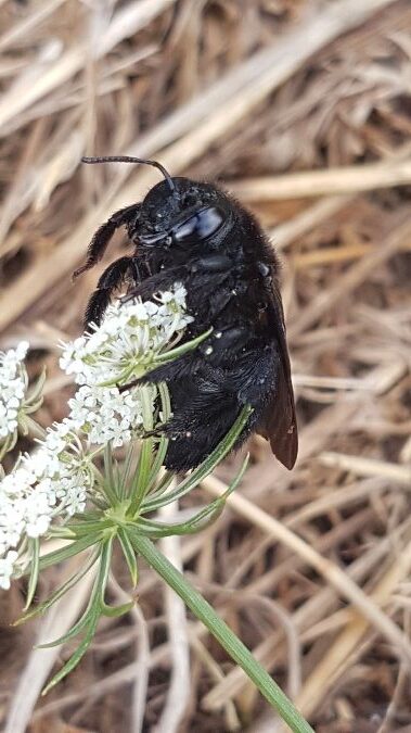 xylocopa violacea